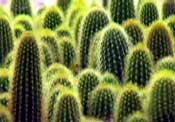 clump of cacti photo
