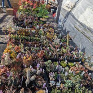 Cal Coast Succulents