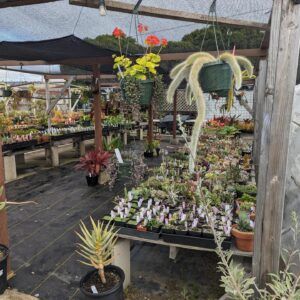 Cal Coast Succulents