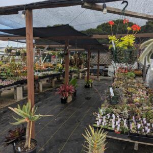 Cal Coast Succulents