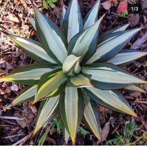 Cal Coast Succulents